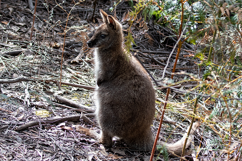 Tasmanian Pademelon, Inata Reserve, Bruny Island, Tasmania