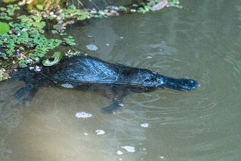 Platypus, Peterson Creek, Yungaburra, Australia