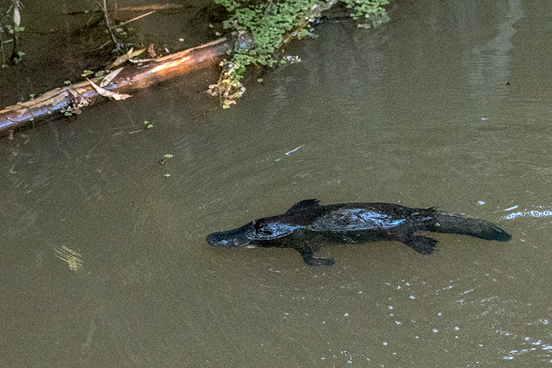 Platypus, Peterson Creek, Yungaburra, Australia