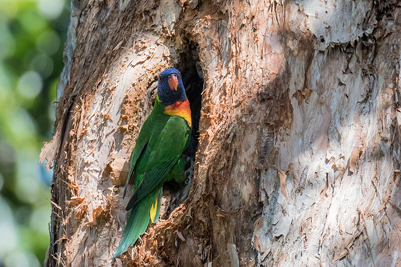 Rainbow Lorikeet, Les Davie Park, Cairns, Australia