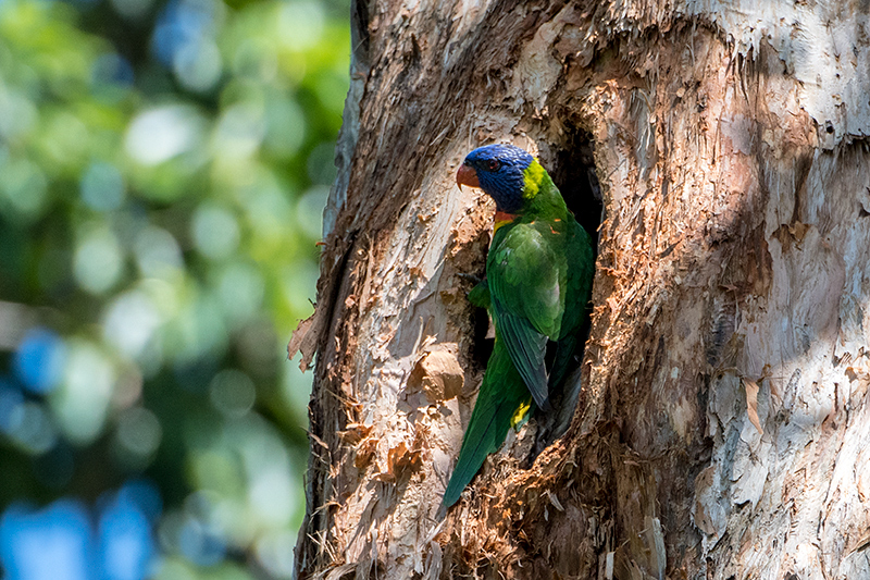 Rainbow Lorikeet, Les Davie Park, Cairns, Australia