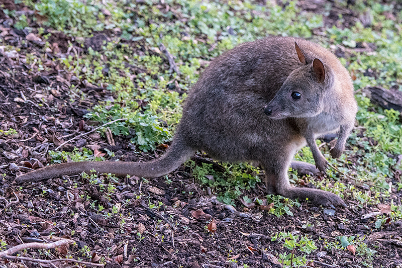 Red-necked Pademelon, O'Reilly's Rainforest Retreat, Australia