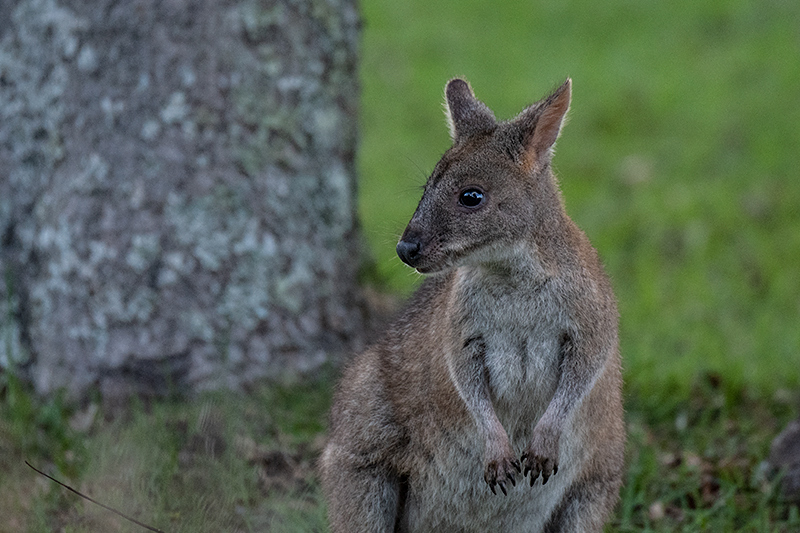 Red Necked Pademelon O Reilly S Rainforest Retreat Australia