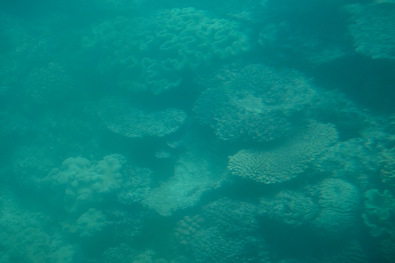 Coral, Great Barrier Reef, Michaelmas Cay, Australia