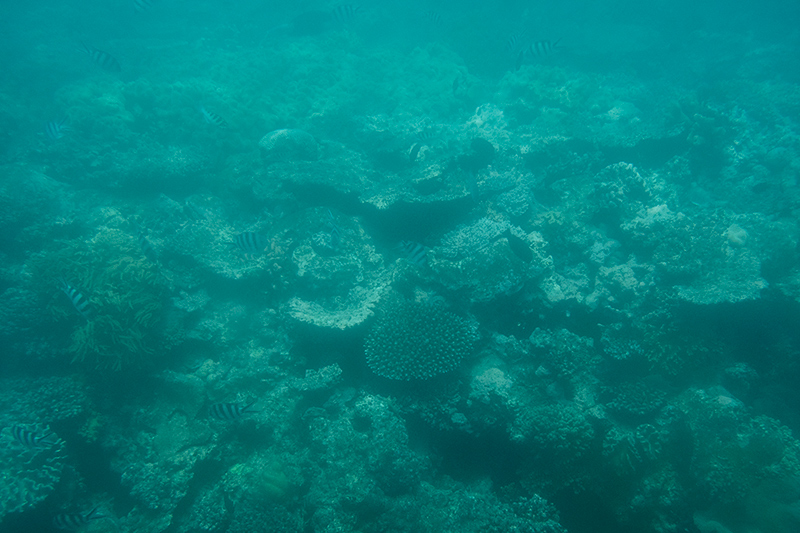 Coral, Great Barrier Reef, Michaelmas Cay, Australia