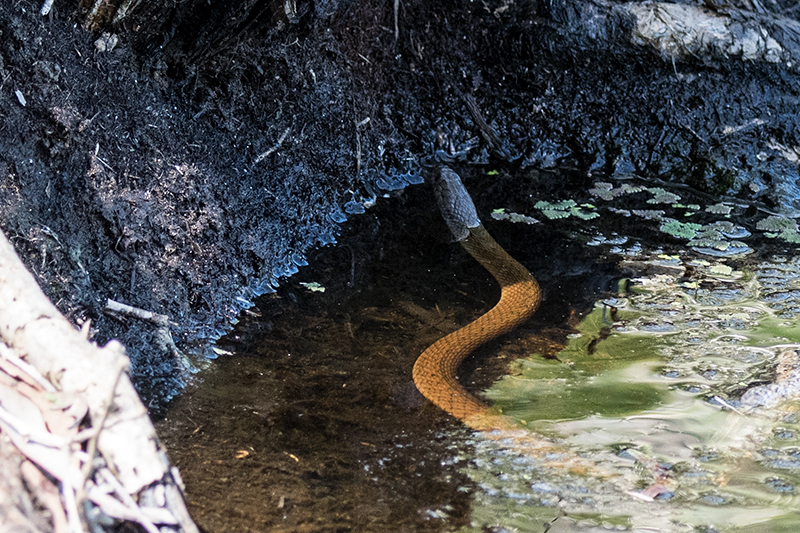 Australian Snake, Cairns Botanic Gardens, Cairns, Australia