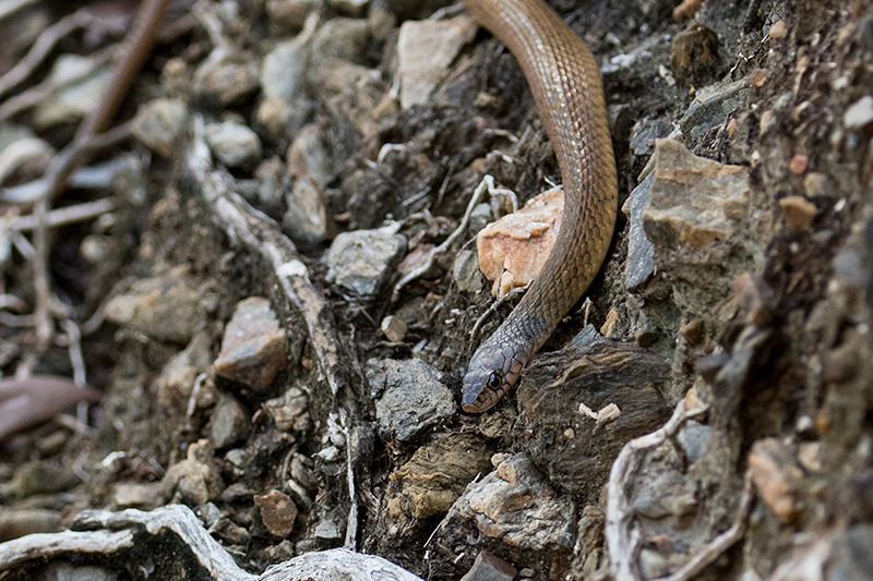 Australian Snake, Cairns Botanic Gardens, Cairns, Australia