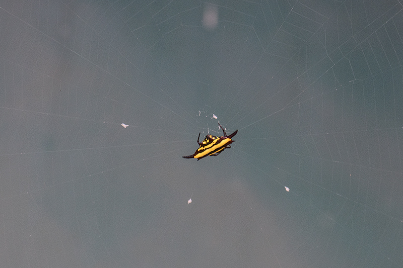 Spider, Cairns Botanic Gardens, Cairns, Australia