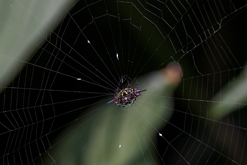 Spider, Cairns Botanic Gardens, Cairns, Australia