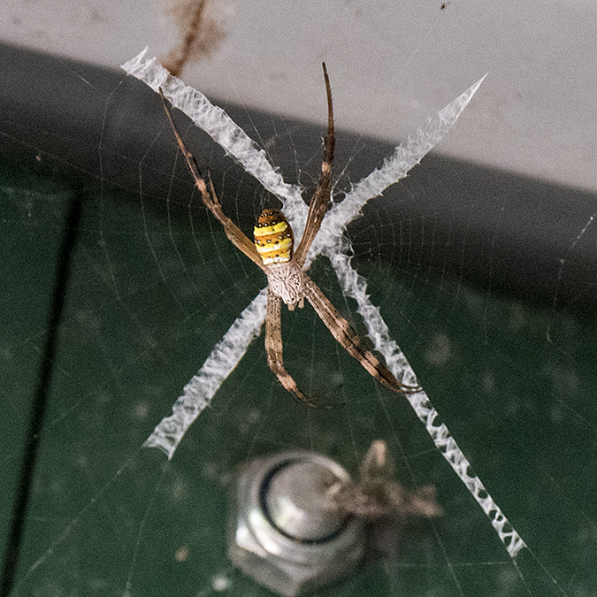 St Andrew's Cross Spider, Cairns Esplanade, Cairns, Australia