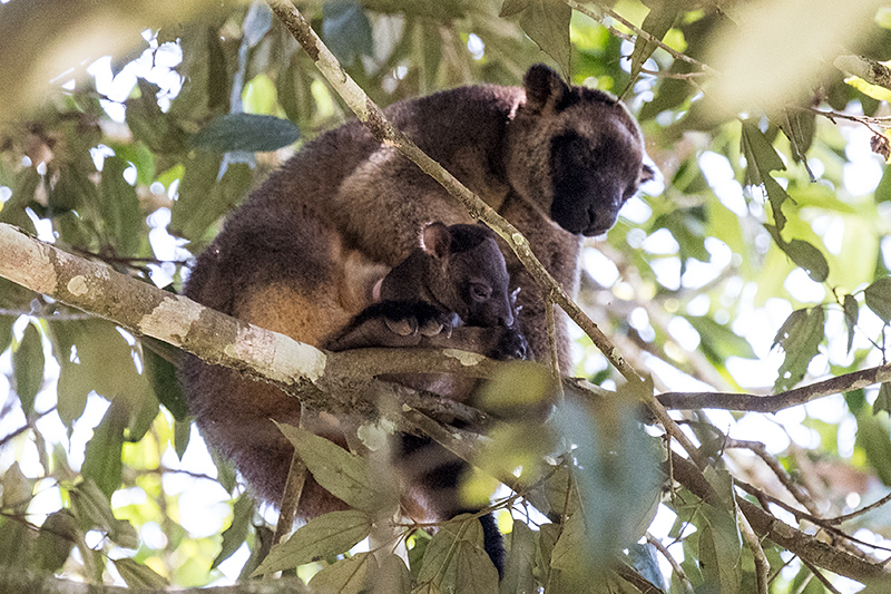 Lumholtz's Tree-Kangaroo, Nerada Tea Plantation, Australia