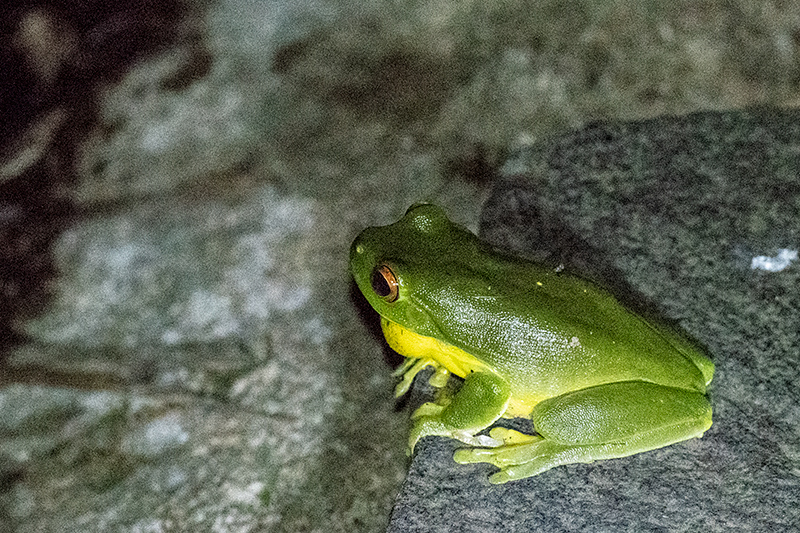 Treefrog, O'Reilly's Rainforest Retreat, Australia