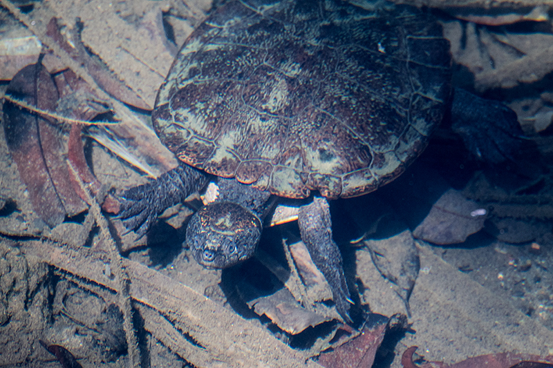 Saw-shelled Turtle, Lake Eacham, Australia