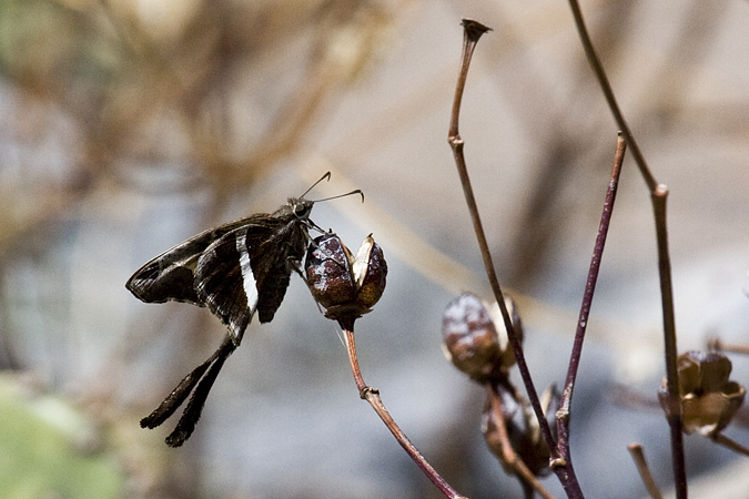 White-striped Longtail, Florida Trail, Coronado National Forest, Arizona