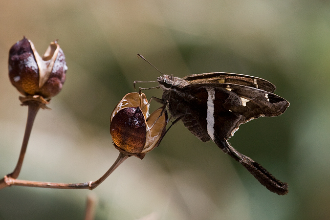 White-striped Longtail, Florida Trail, Coronado National Forest, Arizona