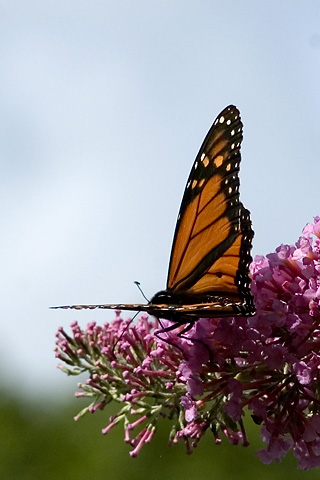 Monarch Butterfly, Stamford, Connecticut