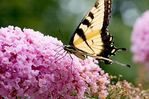 Eastern Tiger Swallowtail, Stamford, CT