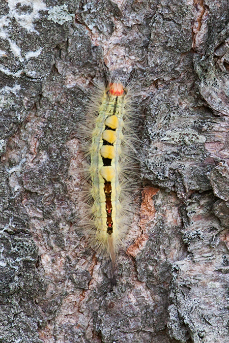 White-marked Tussock Moth Caterpillar at Great Captains Island, Greenwich, Connecticut