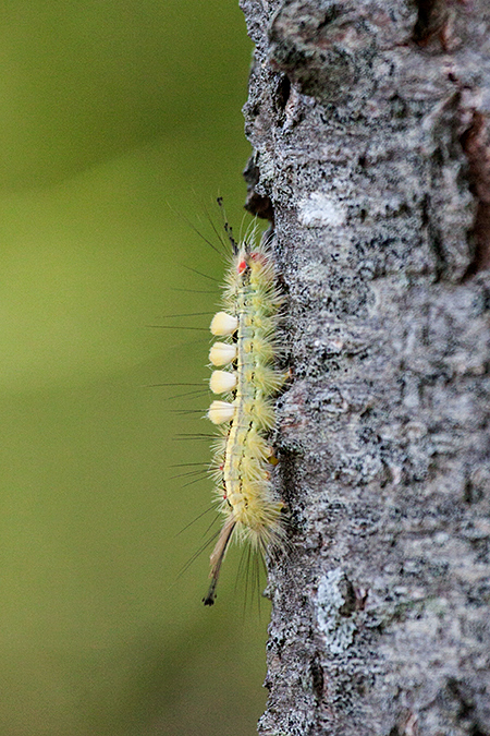 White-marked Tussock Moth Caterpillar at Great Captains Island, Greenwich, Connecticut