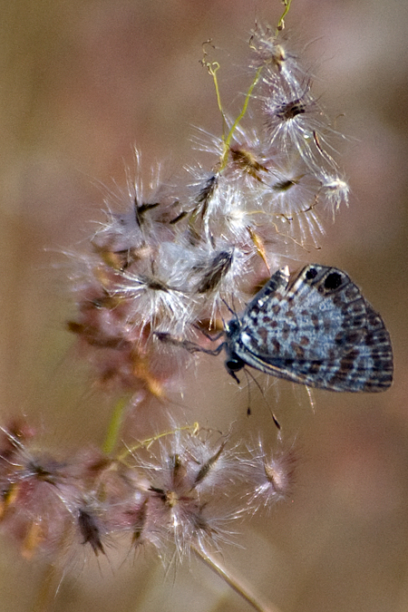 Cassius Blue, Ferndale Preserve, Ferndale, Florida