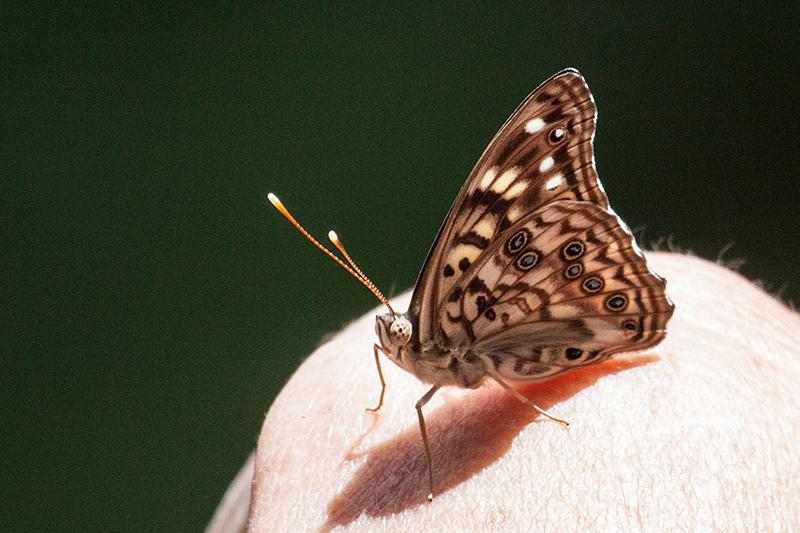 Hackberry Emperor Butterfly, Hillsborough County, Florida