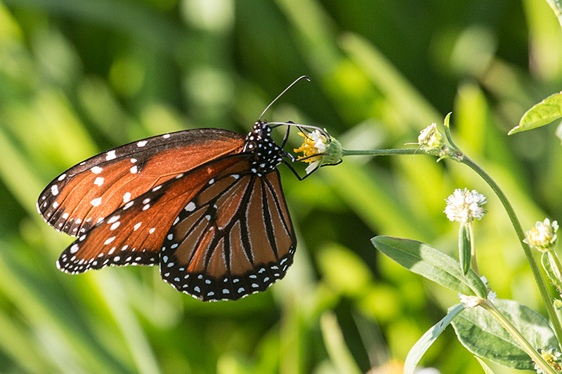 Queen, Everglades National Park, Florida