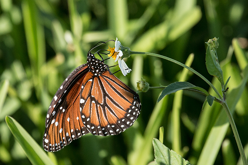 Queen, Everglades National Park, Florida