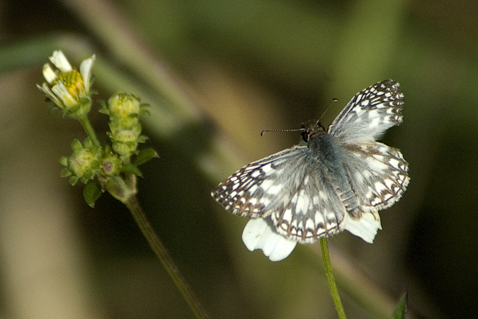 Tropical Checkered Skipper, Clay Island, Lake Apopka Restoration Area