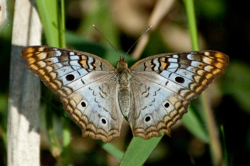 White Peacock, Clay Island, Lake Apopka Restoration Area, Florida