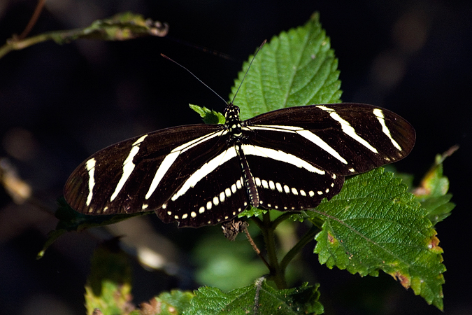 Zebra Butterfly, Ferndale Preserve, Ferndale, Florida