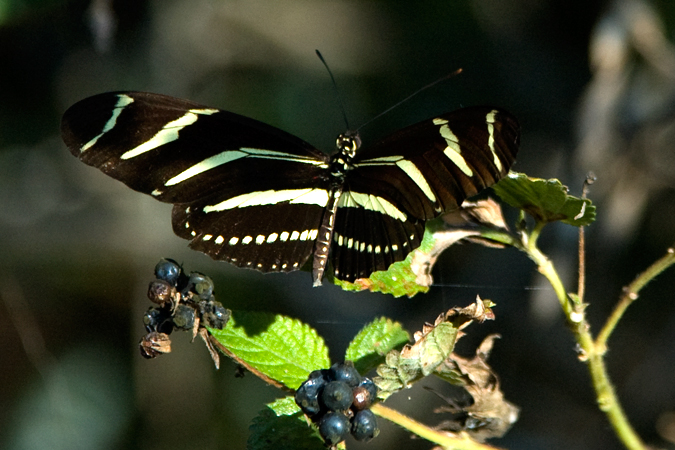 Zebra Butterfly, Ferndale Preserve, Ferndale, Florida