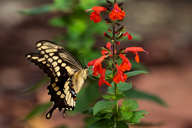 Giant Swallowtail, Jacksonville, Florida