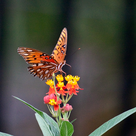 Gulf Fritillary, Jacksonville, Florida