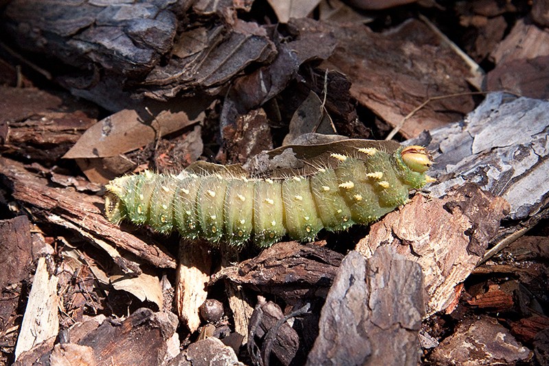 Imperial Moth Caterpillar, Jacksonville, Florida