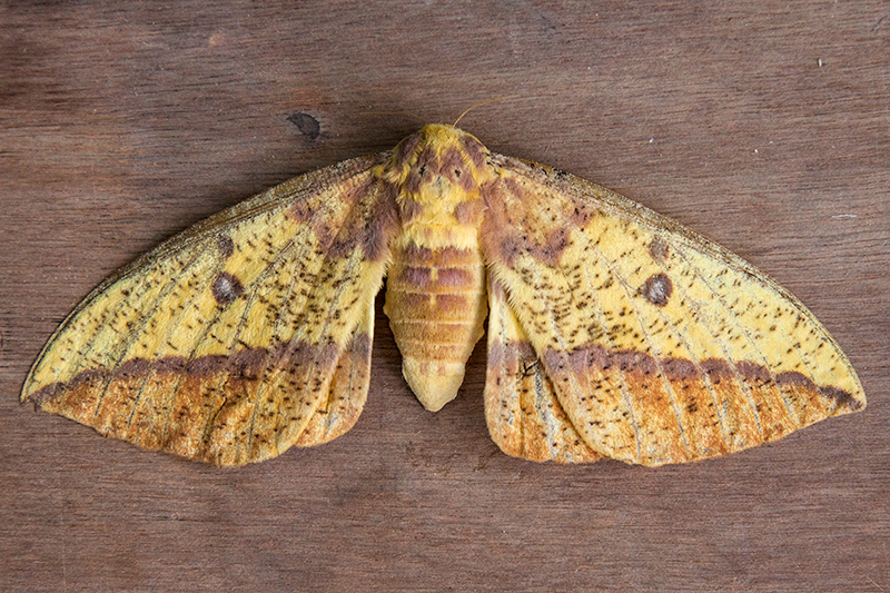 Imperial Moth Found Dead, Jacksonville, Florida