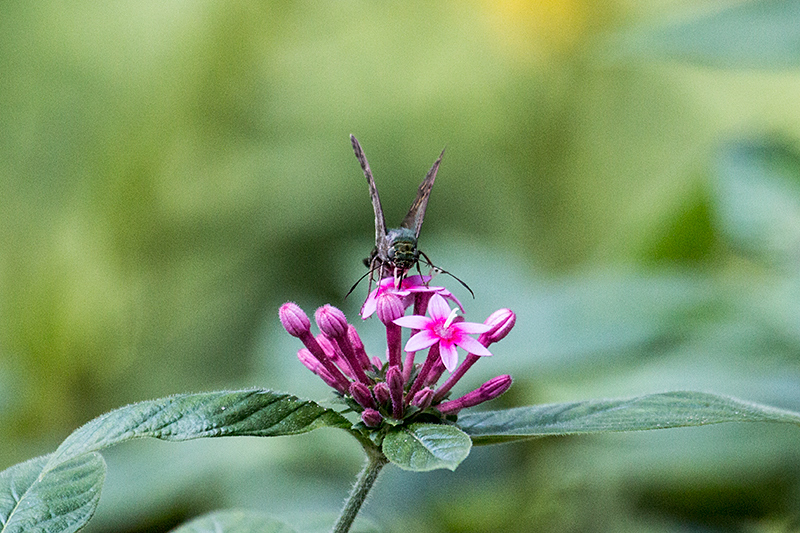 Long-tailed Skipper, Jacksonville, Florida