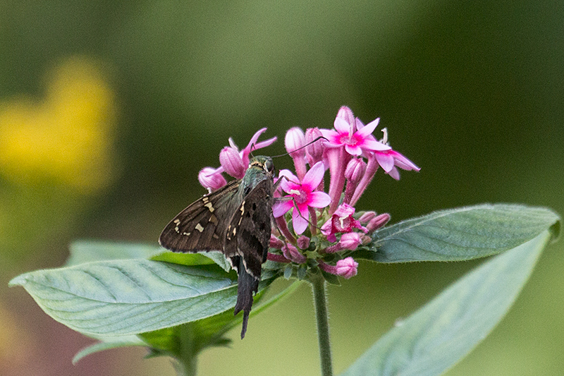 Long-tailed Skipper, Jacksonville, Florida