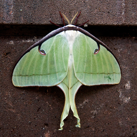 Luna Moth, Jacksonville, Florida