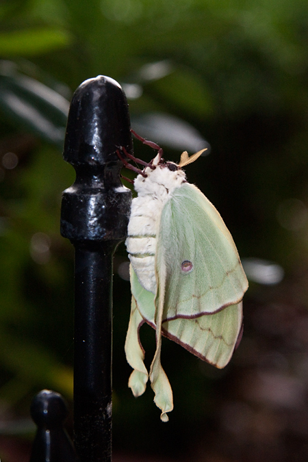 Luna Moth, Jacksonville, Florida