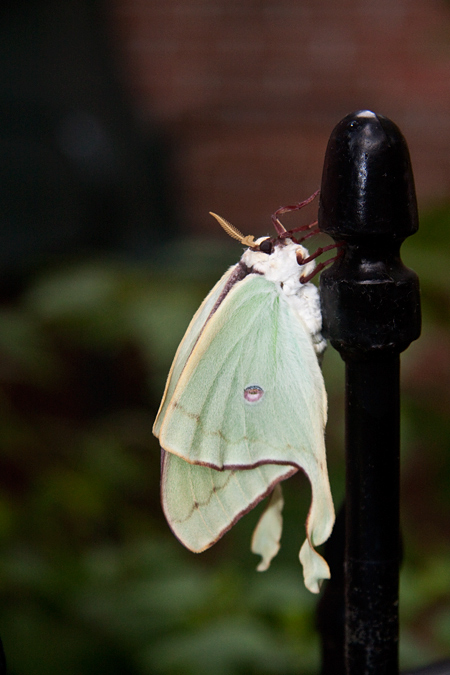 Luna Moth, Jacksonville, Florida