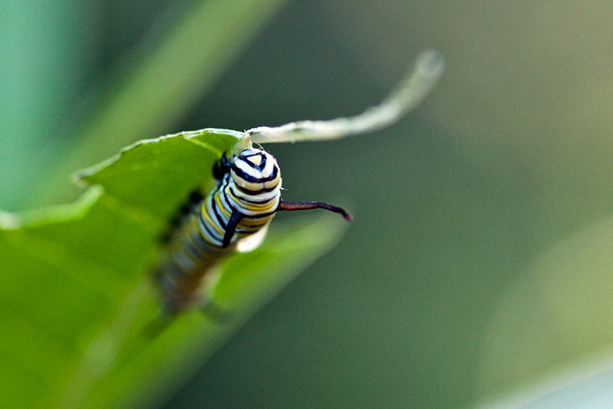 Monarch Caterpillar, Jacksonville, Florida