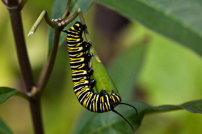 Monarch Caterpillar, Jacksonville, Florida