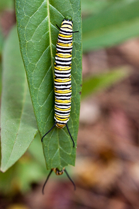 Monarch Caterpillar, Jacksonville, Florida