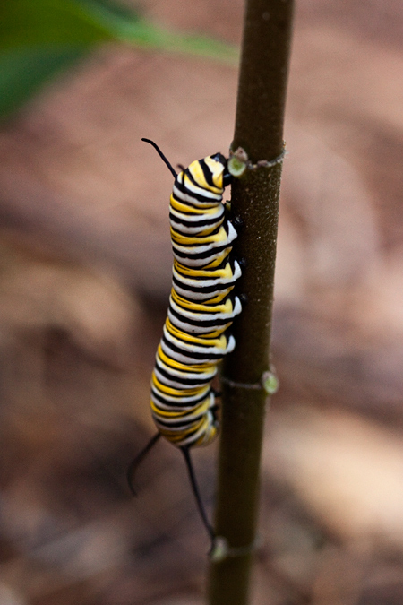 Monarch Caterpillar, Jacksonville, Florida