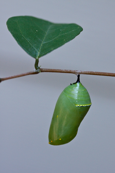 Monarch Chryalis, Jacksonville, Florida