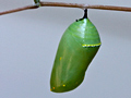 Monarch Chrysalis, Caterpillar, and Butterfly