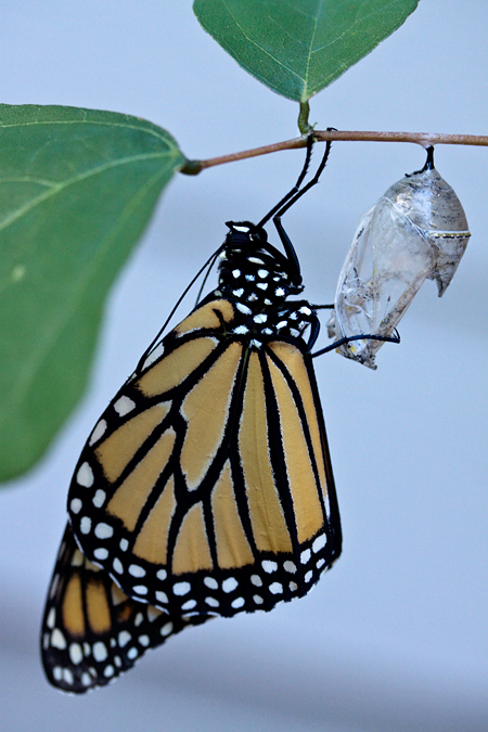 Freshly Hatched Monarch Butterfly, Jacksonville, Florida