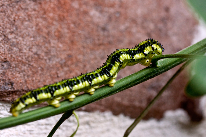 Orange-barred Sulphur Caterpillar, Jacksonville, Florida