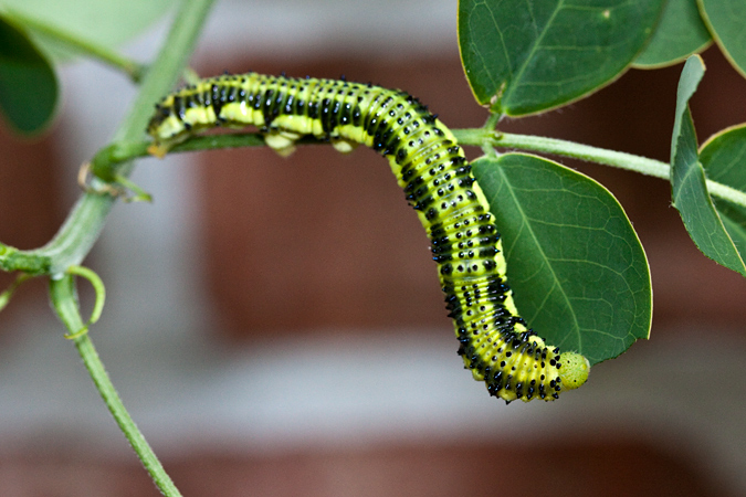 Orange-barred Sulphur Caterpillar, Jacksonville, Florida