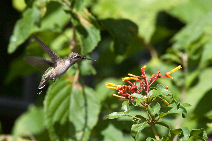 Immature Male Ruby-throated Hummingbird, Jacksonville, Florida